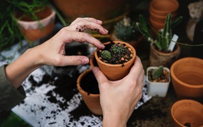 Donnez vie à vos pièces avec des plantes vertes